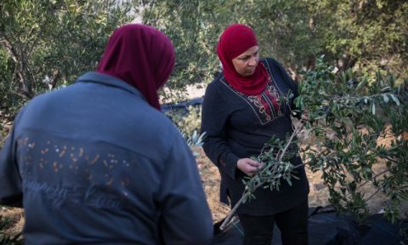 החליטו להבריח את המוסקים [צילום אילוסטרציה: הדס פרוש, פלאש 90]