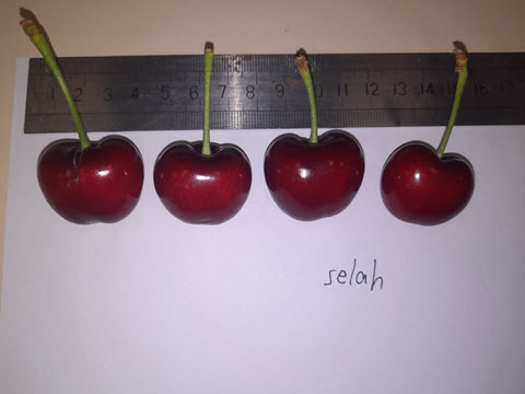 זן סלה [צילום: זאביק פרקש]