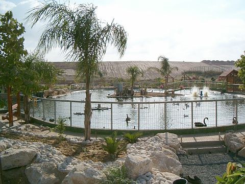 ברבורים ופרדסים בגני הדס