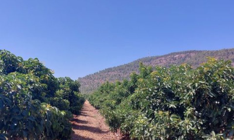 מטע אבוקדו בגליל [צילום: החברה לפיתוח הגליל]