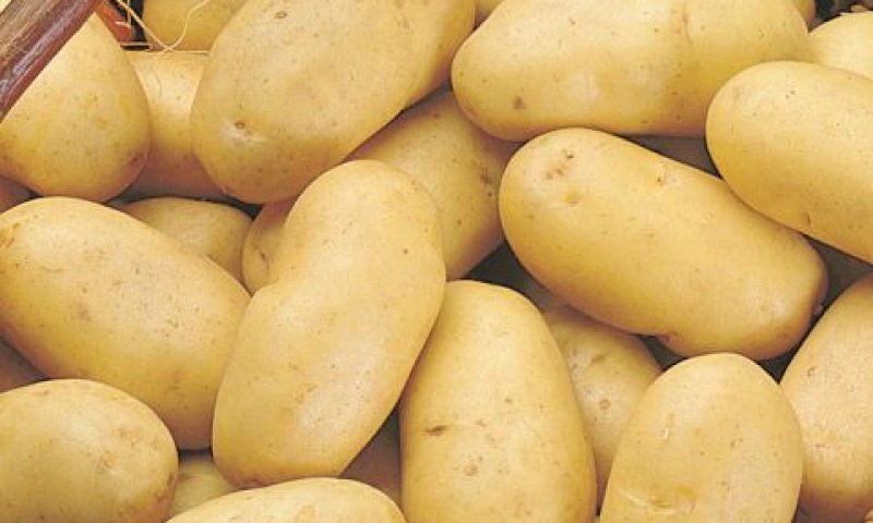 מזון "בריא" [צילום: יח"צ]