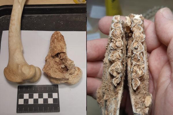 מימין: לסתות של עז הבר מאתר הציד בנשר רמלה; משמאל: עצם הירך של העז ועליה סימני נשיכה של טורף גדול (ימין), משמאלה עצם מודרנית להשוואה [צילום: מאיר אורבך]
