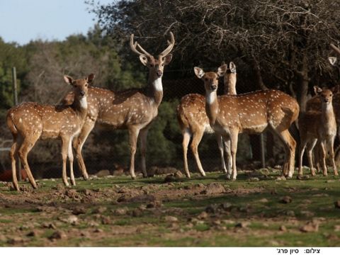 יער האיילים [צילום: סיון פרג']