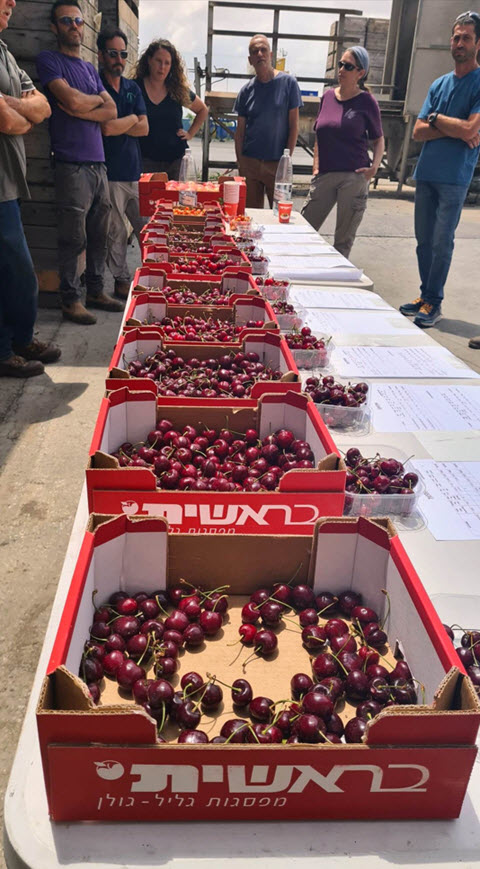 תצוגת זני דובדבן חדים של מו"פ צפון ומועצת הצמחים [צילום: עמוס לוין]