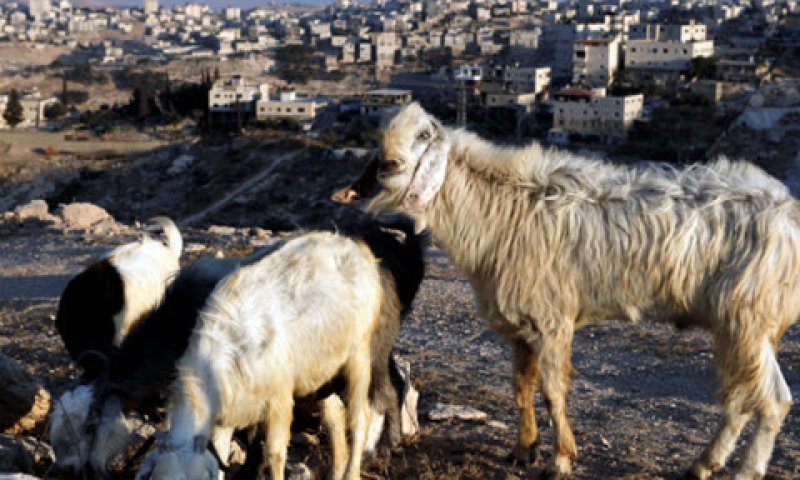 גניבה בנסיבות מיוחדות [צילום: אורי לנץ, פלאש 90]