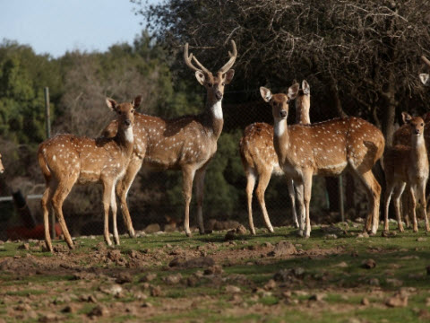 יער האיילים [צילום: סיון פרג']