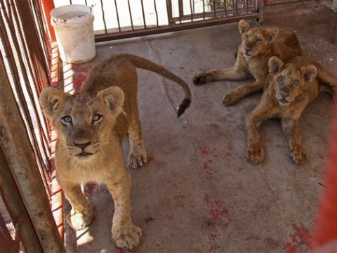 גורי אריות שהוברחו במנהרות לגן החיות בעזה [צילום: AP]