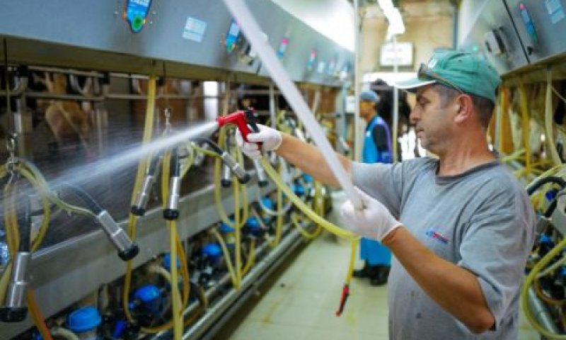 יקי בן אוליאל, מנהל עבודת ייצור חלב המושב ברפת מושב בגולן ברקע מחסור קיצוני בעובדים תאילנדים, ב-26 באוקטובר 2023 [צילום: מיכאל גלעדי/פלאש 90]