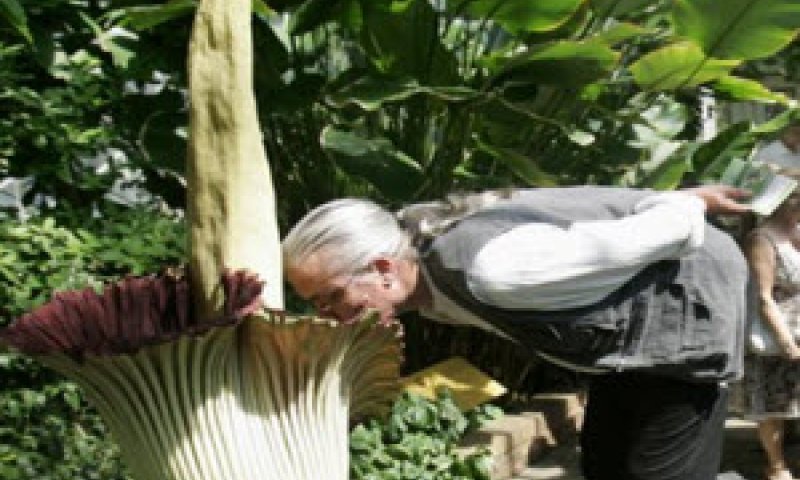 פריחה נדירה [צילום: AP]