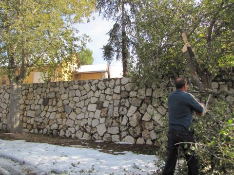 מנסר הענפים שניזוקו ברוחות העזות [צילום: שמרית טסה]
