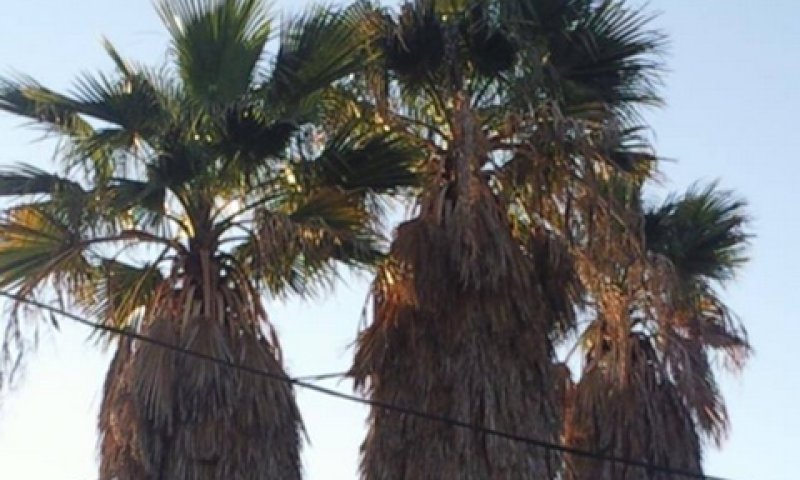 שלושת הדקלים ששתל הנווט השבוי [צילום: שמוליק פיקסמן]