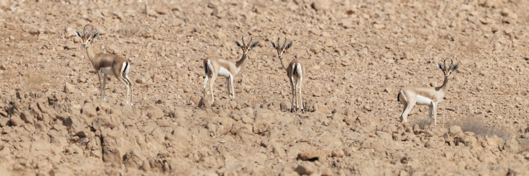 צבאי דורקס בשמורת הטבע אשוש [צילום: אריאל נובופלנסקי]