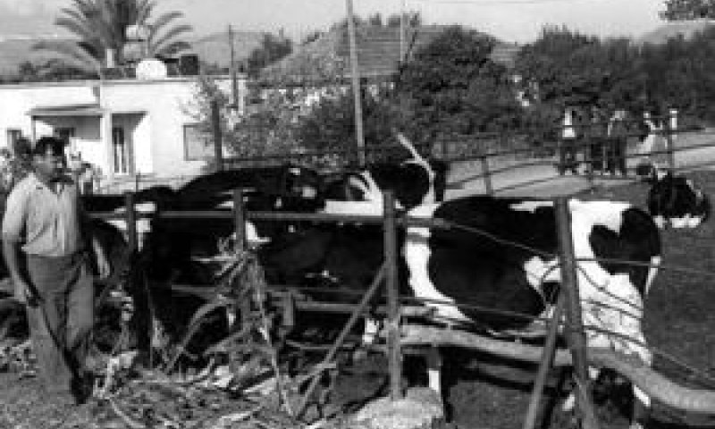 בלפוריה באמצע שנות ה-60 [צילום ארכיון: פריץ כהן/לע"מ]
