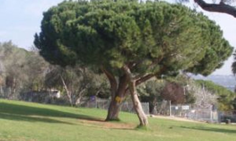 שטחים ירוקים לאזור השרון