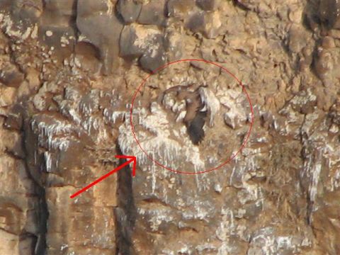 גוזל נשרים שהורעל ונפל מקינו [צילום: אילן שטרן]