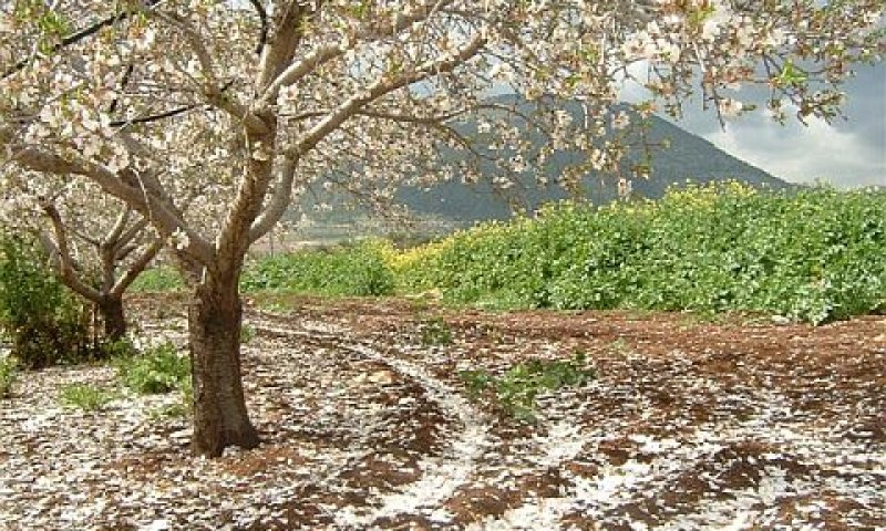 שקדיות פורחות בכפר תבור