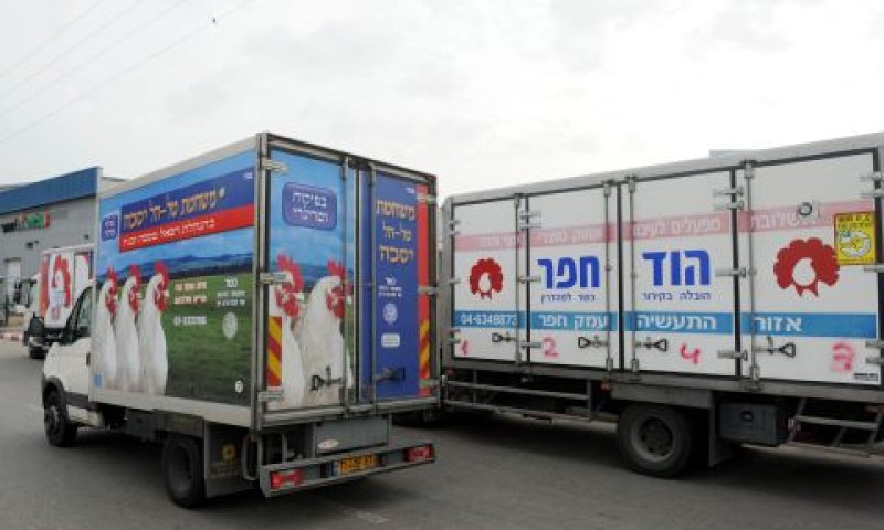 ספקי עופות. הבטיחו לנו עוף לשבת [צילום: מורג ביטון]