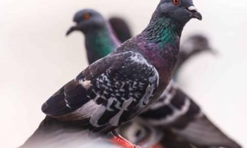 [צילום: freepik]