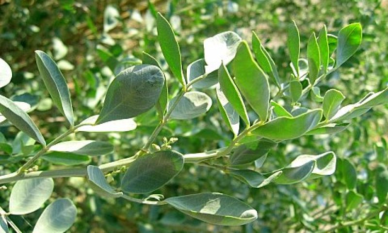 עלים של ניל מכסיף [צילום: באדיבות ד"ר זהר עמר]