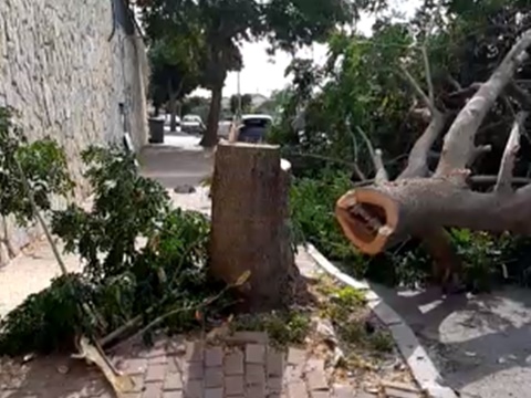 אחד מגדמי העצים בעופרים
