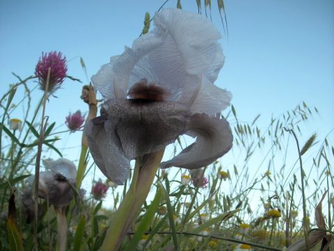אירוס הדור [צילום: הלל גלזמן]