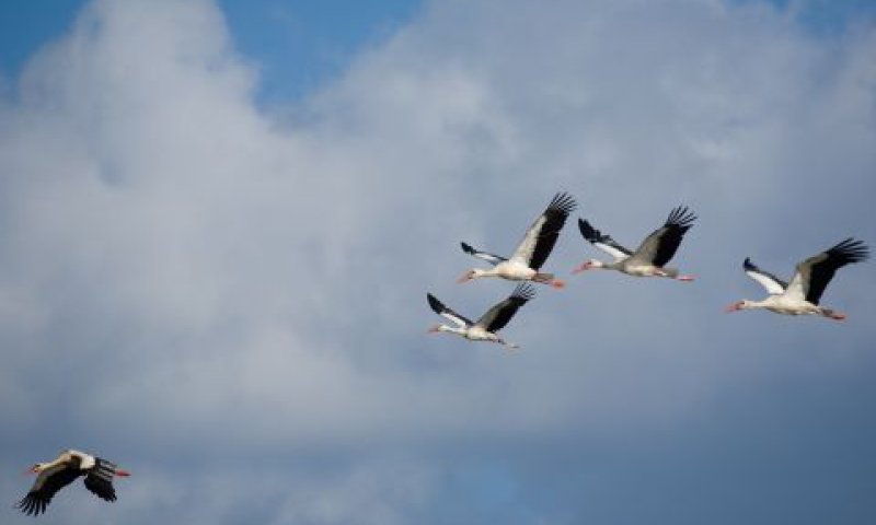 בעלי כנף נודדים [צילום: דורון ניסים]