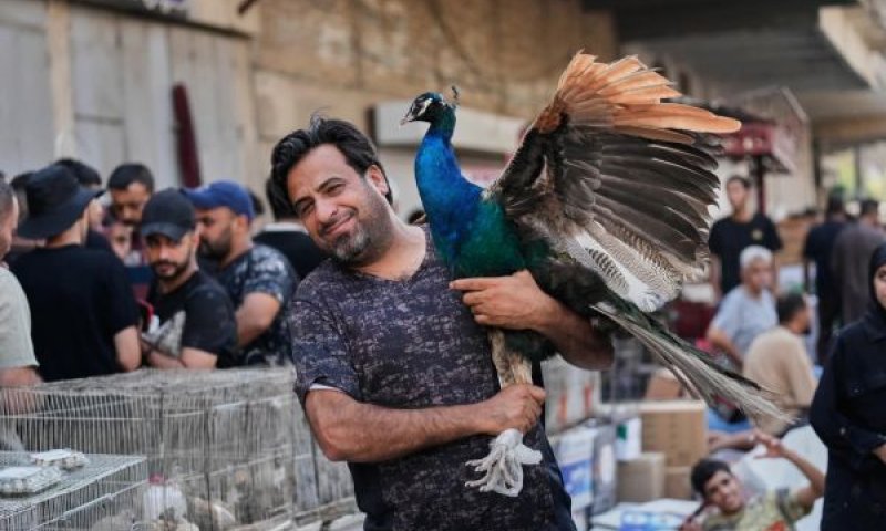 מוכר עירקי מציע טווס בשוק החיות בבגדד [צילום: האדי מיזבן/AP]