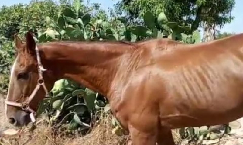 הסוס אוהיו. חזר הביתה לישראל [צילום: משרד החקלאות]