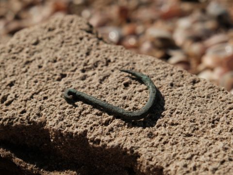 קרס הנחושת בן 6,000 השנה [צילום: אמיל אלג'ם, רשות העתיקות]