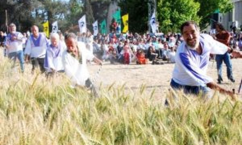 קיבוץ עין השופט, קציר העומר המסורתי