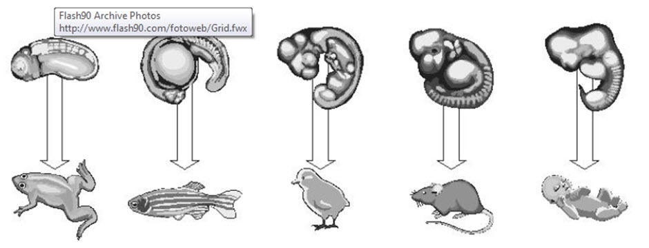 Fig1 - למרות השונות הגבוהה במבנה גופם של בעלי חיים בוגרים (למטה), בשלב הפילוטיפי (למעלה) נראים עובריהם דומים מאוד זה לזה [צילום: יח"צ]