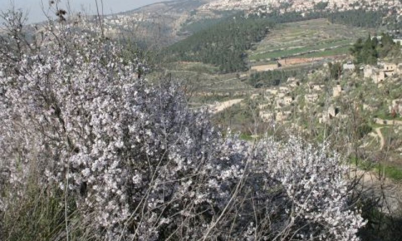 [צילום: יצחק אלהרר]