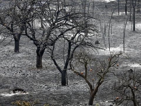 שריפה בולנסיה, ספרד [צילום: AP]