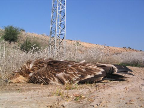 התחשמלות עיט שמש [צילום: עזרא חדד]