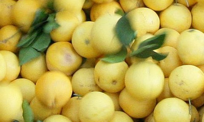 אשכוליות. שילוב מסוכן [צילום: פלאש 90]