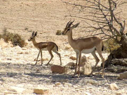 [צילום: שירי בירן, רשות הטבע והגנים]
