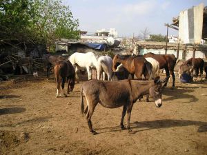 חווה פרטית בעלות גבוהה למשלם המיסים [צילום: אילוסטרציה]