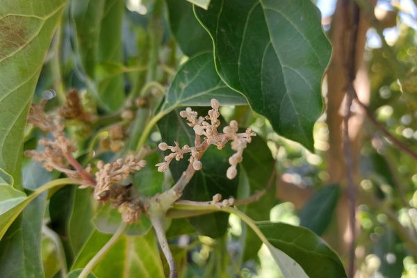החמה בפקעי פריחה שנפגעו מהקרה [צילום: מו"פ צפון]