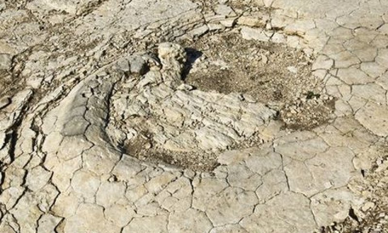 העקבות התגלו באפריל על-ידי זוג חובבנים [צילום: AP]