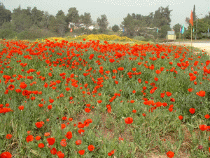 פריחת הכלניות
