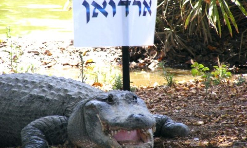 התנין ארדואן