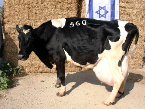 הפרה יוקל מרפת סעד [צילום: איתן הימן]