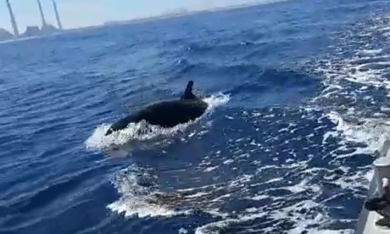 אחד הפרטים מלהקת הדולפינים [צילום: ערן לוי, חברת החשמל]