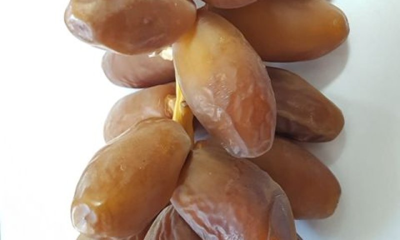 תמר דקל נור [צילום: מועצת הצמחים]
