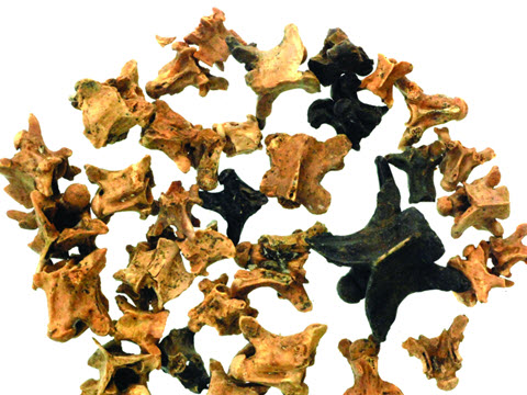 vertebrae of reptiles EWT [צילום: רועי שפיר]
