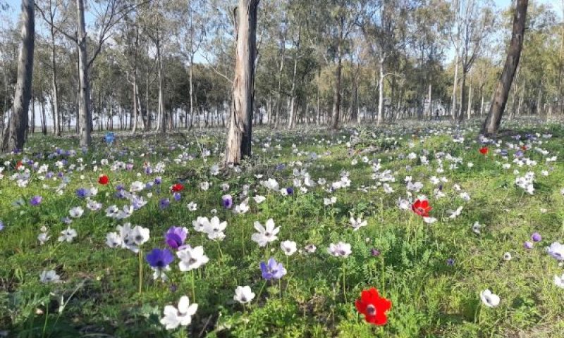 כלניות צבעוניות ביער מגידו [צילום: צליל לבין]