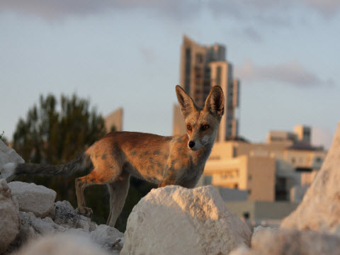 נקבת שועל מצוי בפאתי העיר מודיעין, פאתי העיר מודיעין, 2011 [צילום: דורון אלפיה]