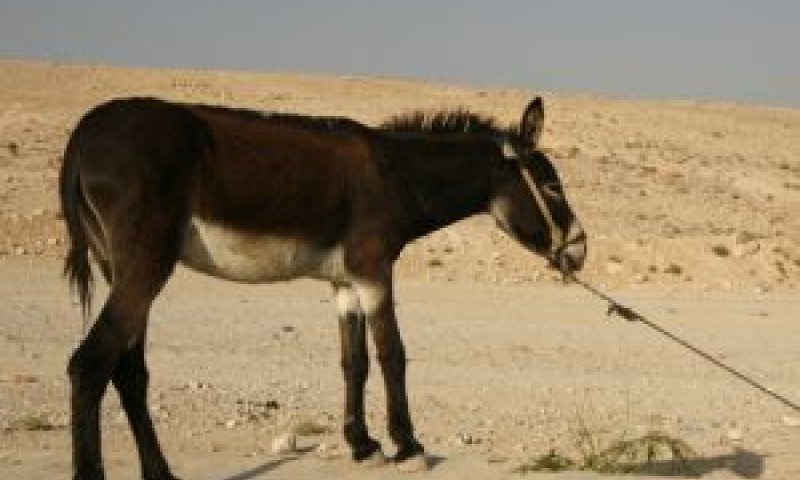 התעללות לשמה [צילום אילוסטרציה: פלאש 90]