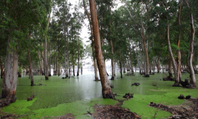 מקור צוף עיקרי [צילום: חן לאופולד/פלאש 90]