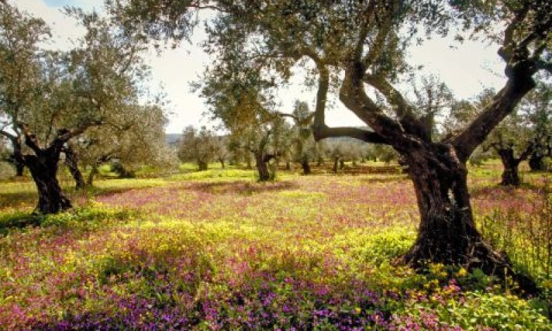 [צילום אילוסטרציה: דורון הורוביץ פלאש 90]